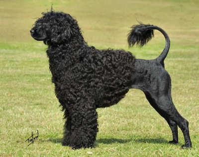 Portekiz Su Köpeği