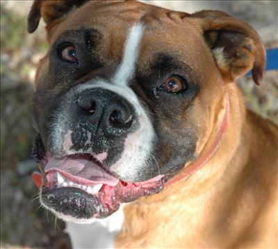 Boxer