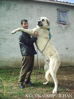 Kangal Köpeği