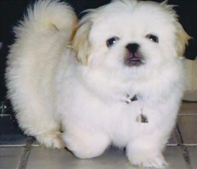 Süs Köpeği