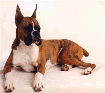 Bekçi Köpeği