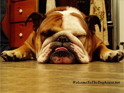 Bulldog