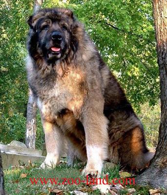 Çoban Köpeği