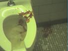 diarrhea