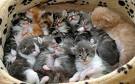 Kittins