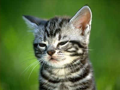 KEDİ