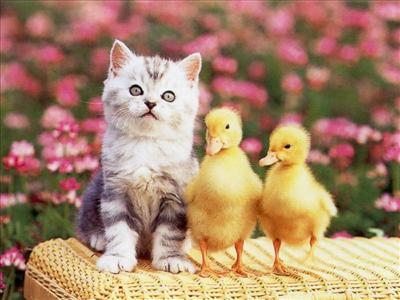 KEDİ