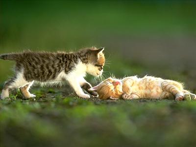 KEDİ
