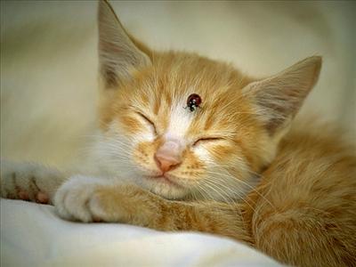 KEDİ