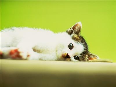 KEDİ