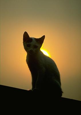 KEDİ