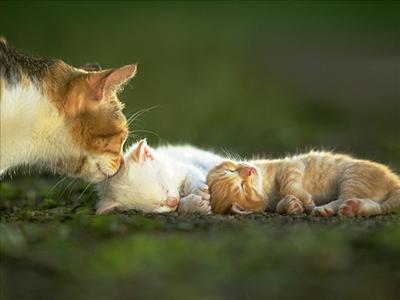 KEDİ