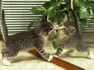 KEDİ
