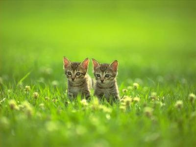 KEDİ