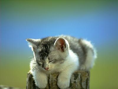 KEDİ