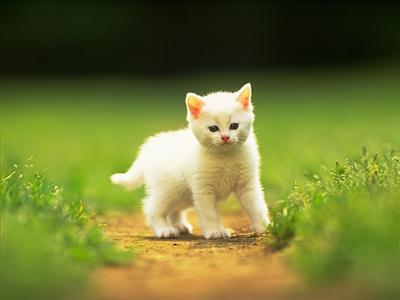 KEDİ