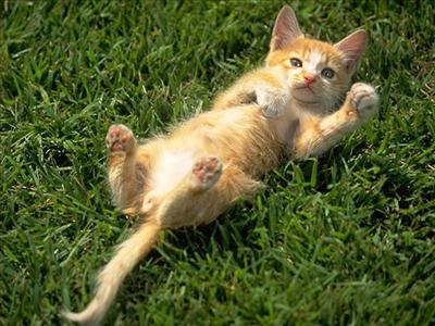 KEDİ