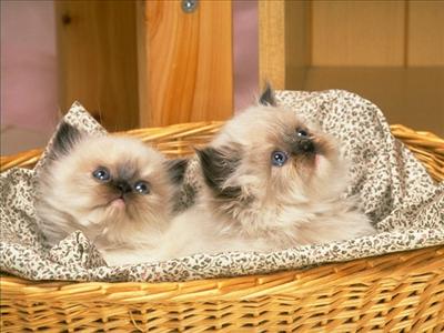 KEDİ