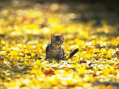 KEDİ