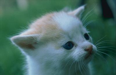 KEDİ