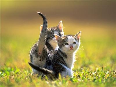 KEDİ