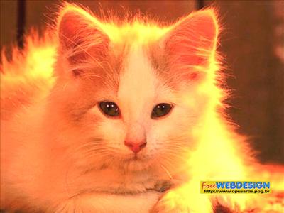 KEDİ