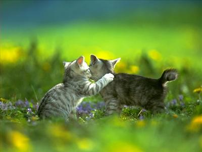 KEDİ