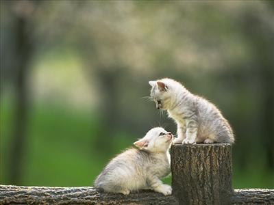 KEDİ