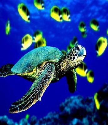 Caretta caretta