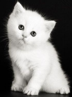 beyaz kedi