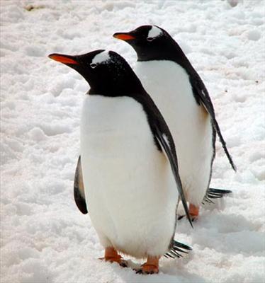 penguen