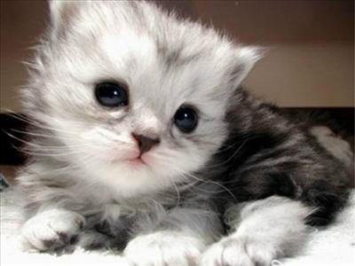 kedi 