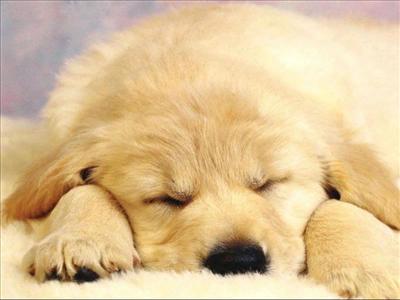 YAVRU KÖPEK
