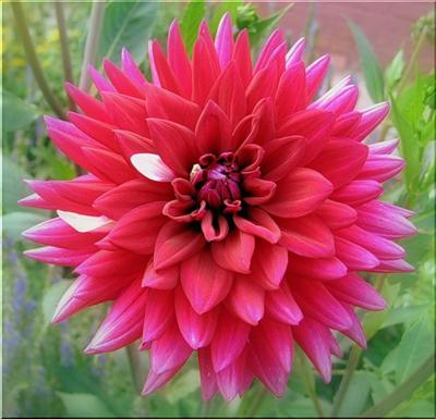 Flower2
