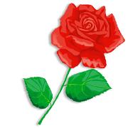 une rose שושנה