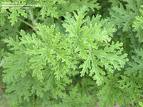 Citronella Plant