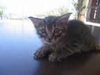 Kedi