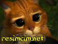 masum kedi