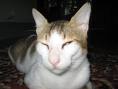 Ucing Khilipton