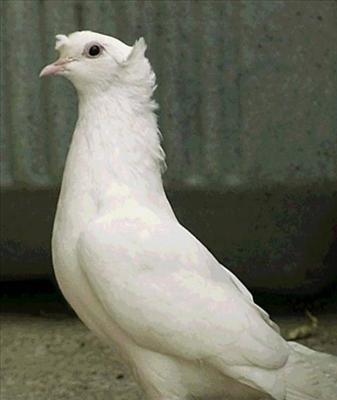 bayburt güvercini