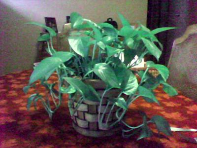 A Plant
