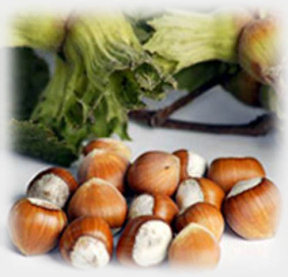 fındık