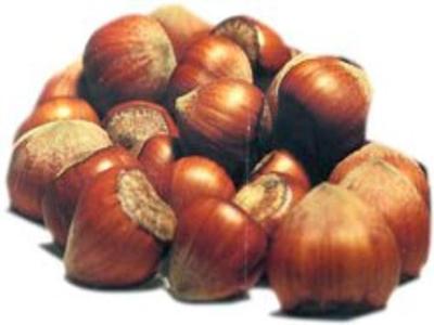 fındık