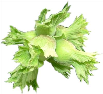 fındık