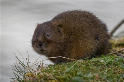 Water Vole
