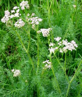 Caraway