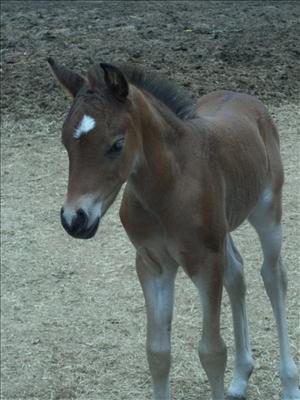 Baby Horse