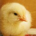 Chick