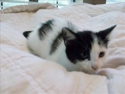 Kitten