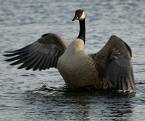 Goose